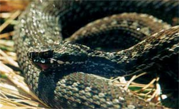 Image - A steppe viper in the Striltsivskyi Steppe reserve, Luhansk oblast.